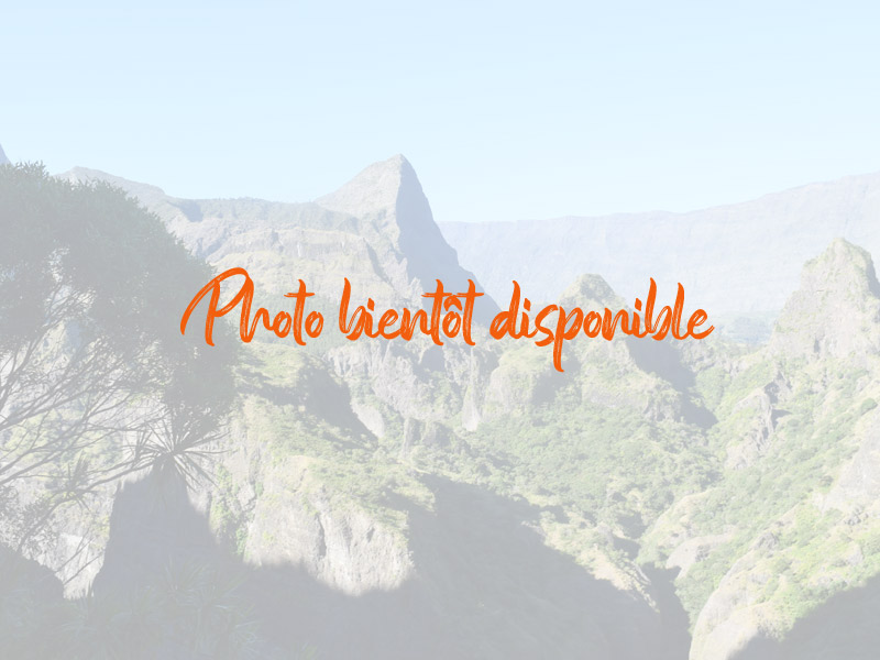 Photo Bois de couleur à Marla – Cirque de Mafate