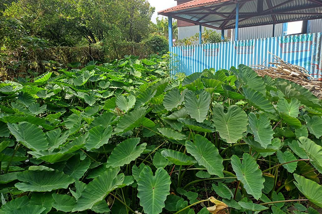 Gîte Le Berande à Îlet des Lataniers dans le Cirque de Mafate