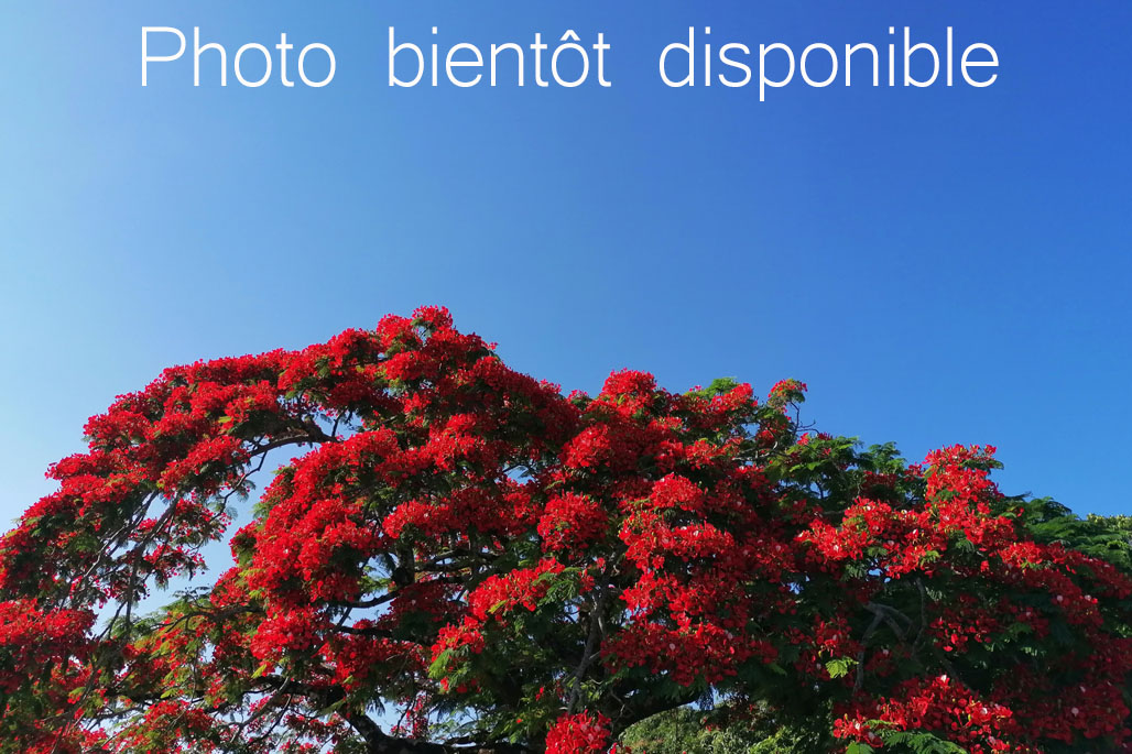 Camping Belle vue à Grand Place dans le Cirque de Mafate