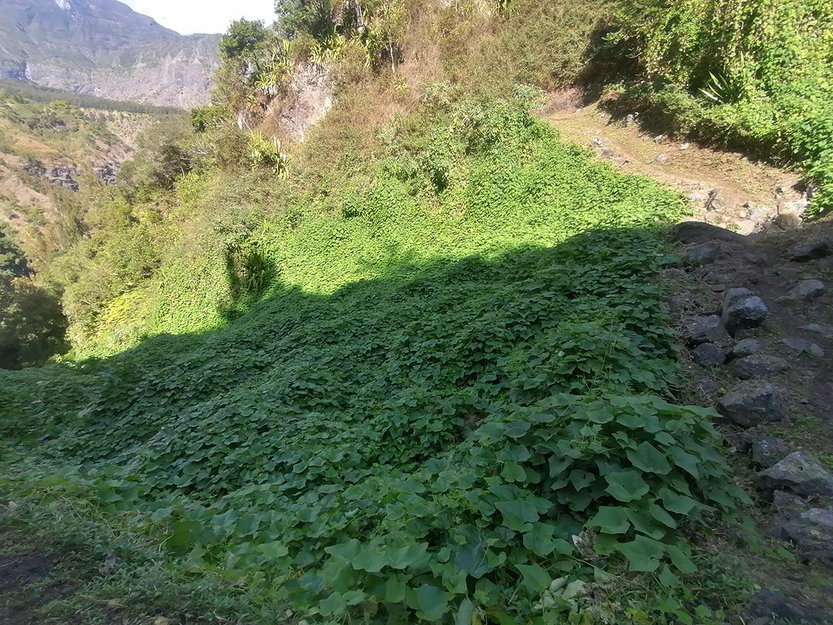 Photo Gîte Chez Manu à Aurère – Cirque de Mafate