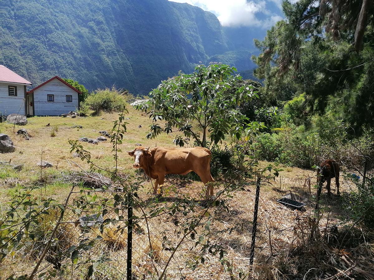 Photo Aurère - Cirque de Mafate