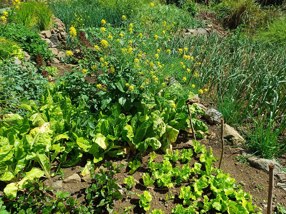 Photo Îlet des Lataniers - Cirque de Mafate